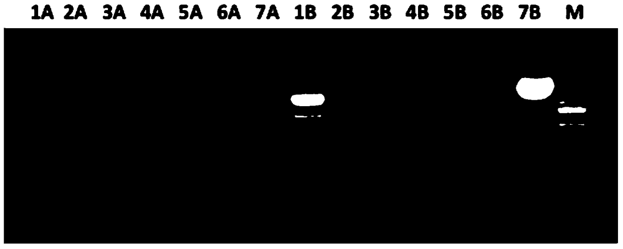 A kind of tea tree csans promoter and application thereof