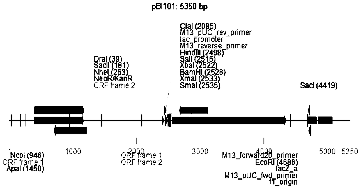 A kind of tea tree csans promoter and application thereof