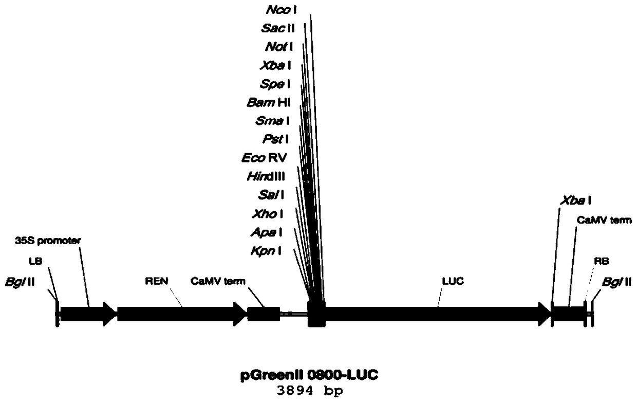 A kind of tea tree csans promoter and application thereof