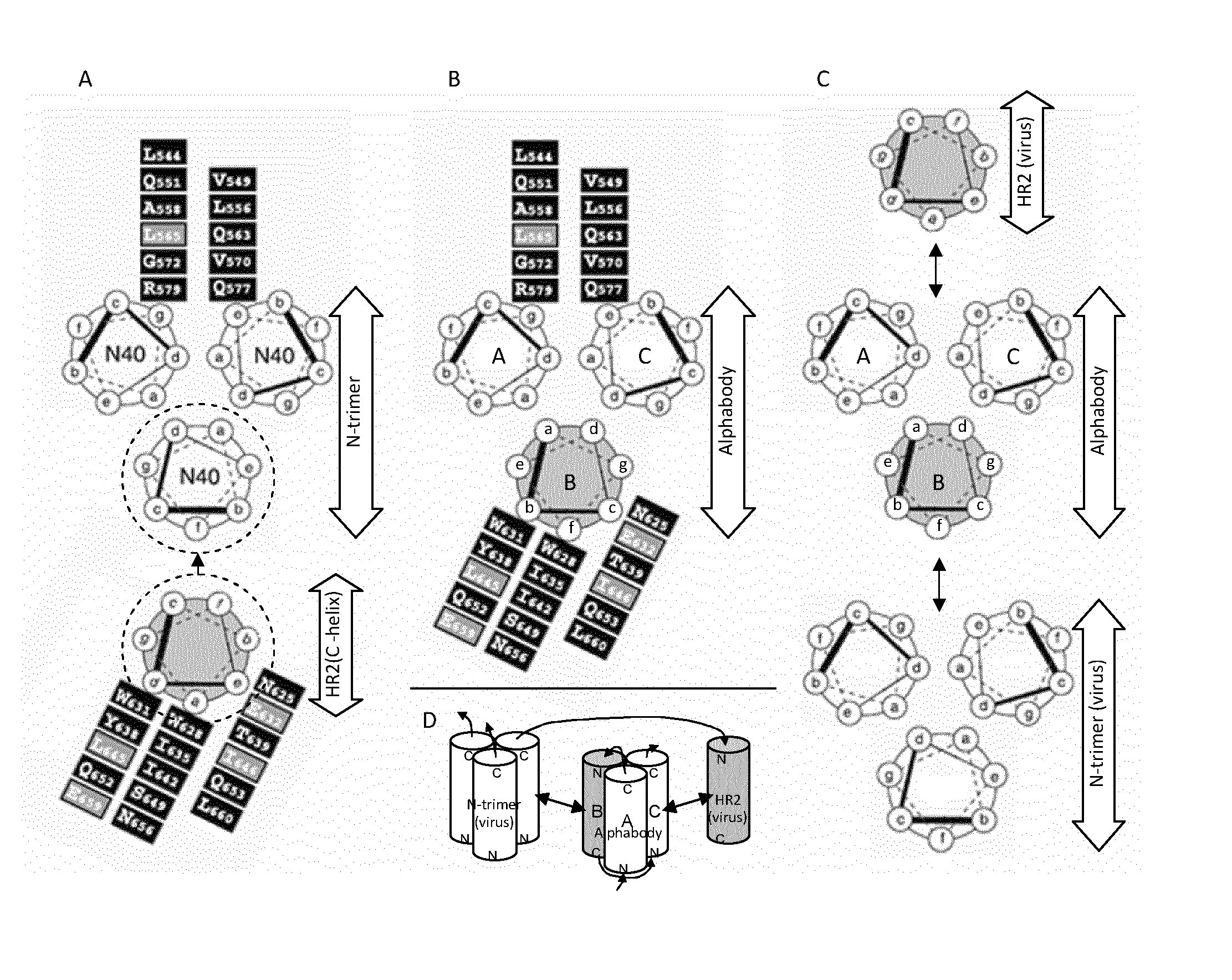 Alphabodies specifically binding to class-i viral fusion proteins and methods for producing the same