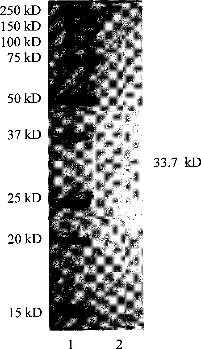 Fusion proteins of tick anticoagulant peptide and staphylococcus aureus superantigen-like protein, preparation and application thereof