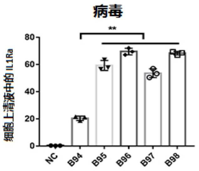 Expression cassette of interleukin-1 receptor antagonist protein and AAV-based gene delivery system