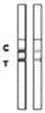 A rapid detection card for rabbit plague virus antibody and its preparation method