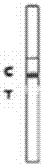 A rapid detection card for rabbit plague virus antibody and its preparation method