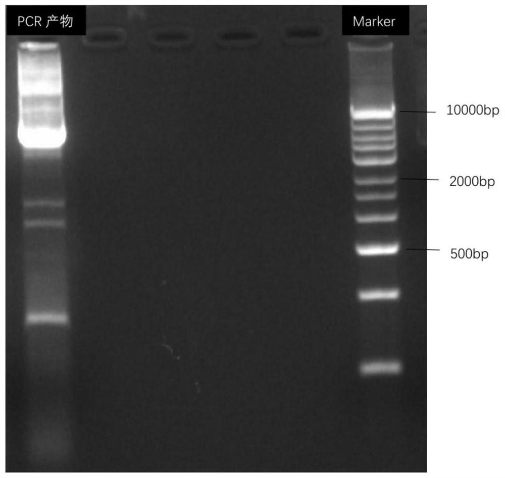 Transaminase and application thereof in preparation of sitagliptin