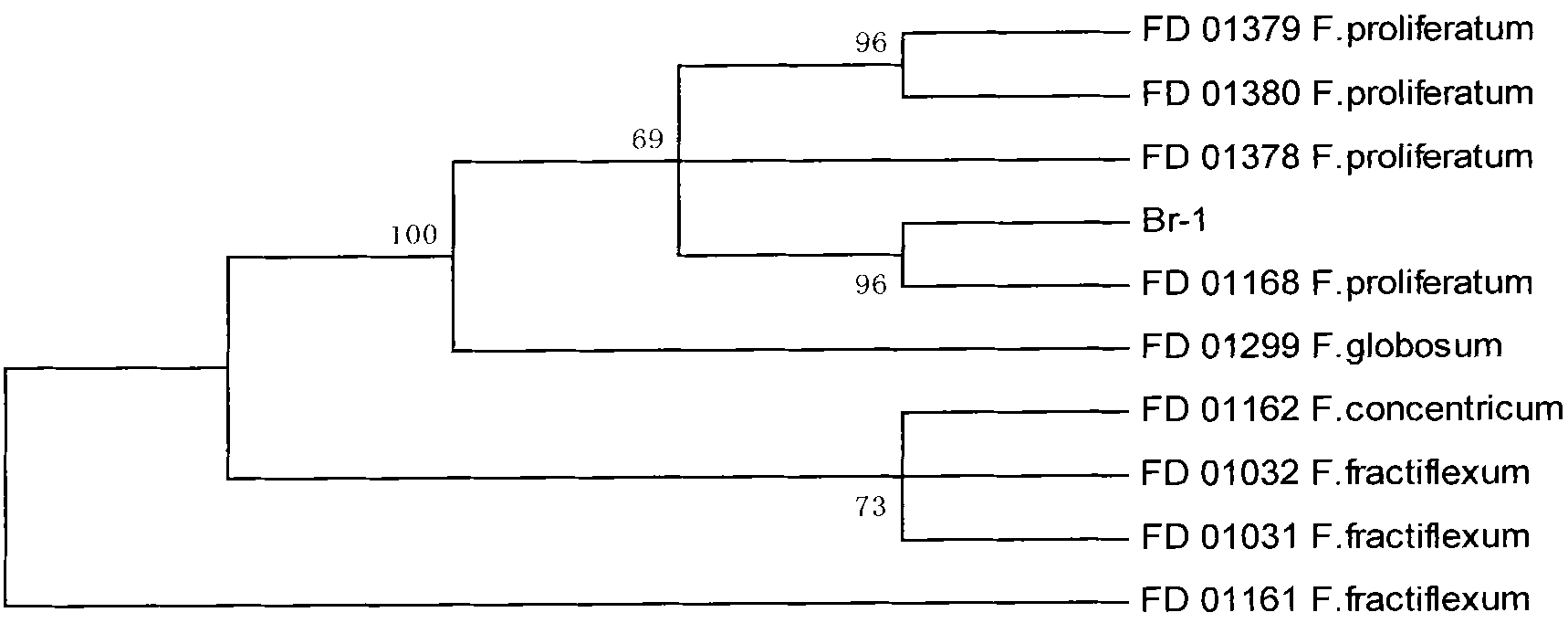 Fusarium proliferatum, and bacterium agent and application thereof