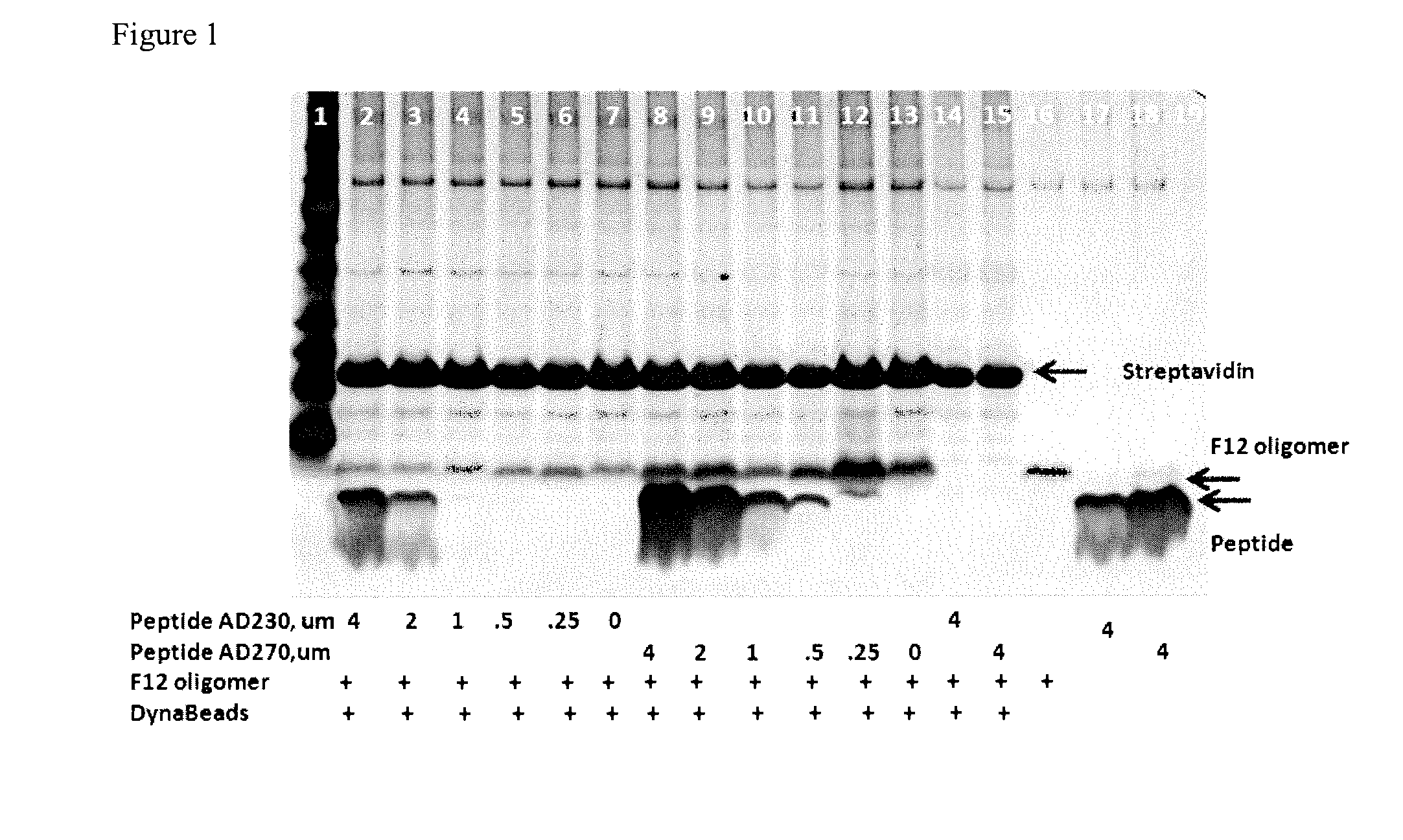 Stabilized amyloid-beta oligomers and uses thereof