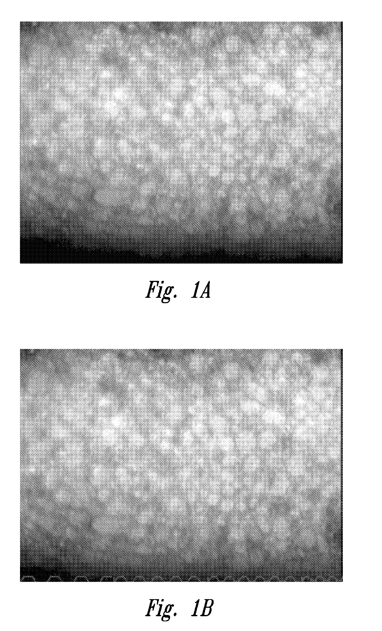 Method for assessing corneal tissue quality and endothelial cell density and morphology
