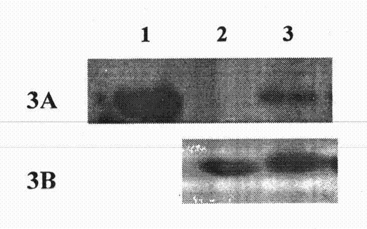 Preparation method of recombinant Fas-associated death domain protein and application thereof