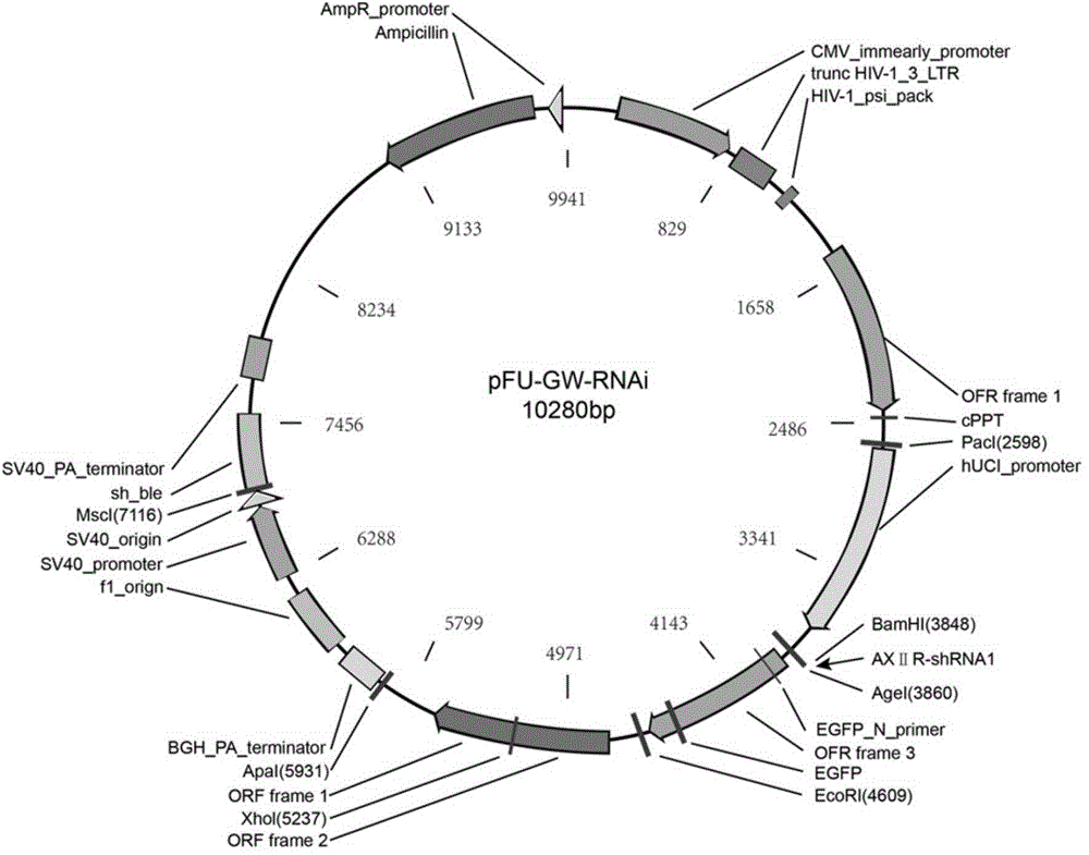 shRNA for inhibiting tumor cell growth as well as recombinant vector and application thereof