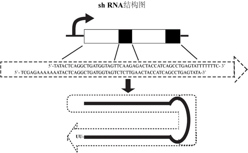 shRNA for inhibiting tumor cell growth as well as recombinant vector and application thereof