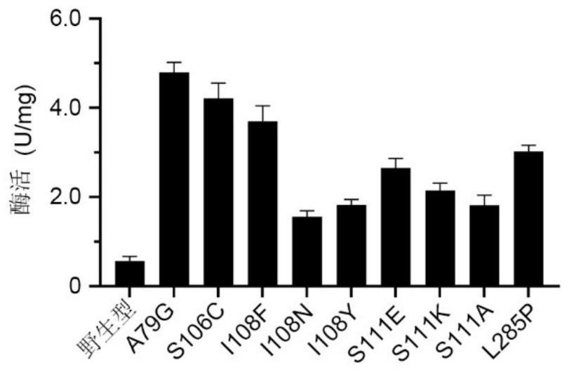 Polyphosphokinase mutant, engineering bacterium and application thereof