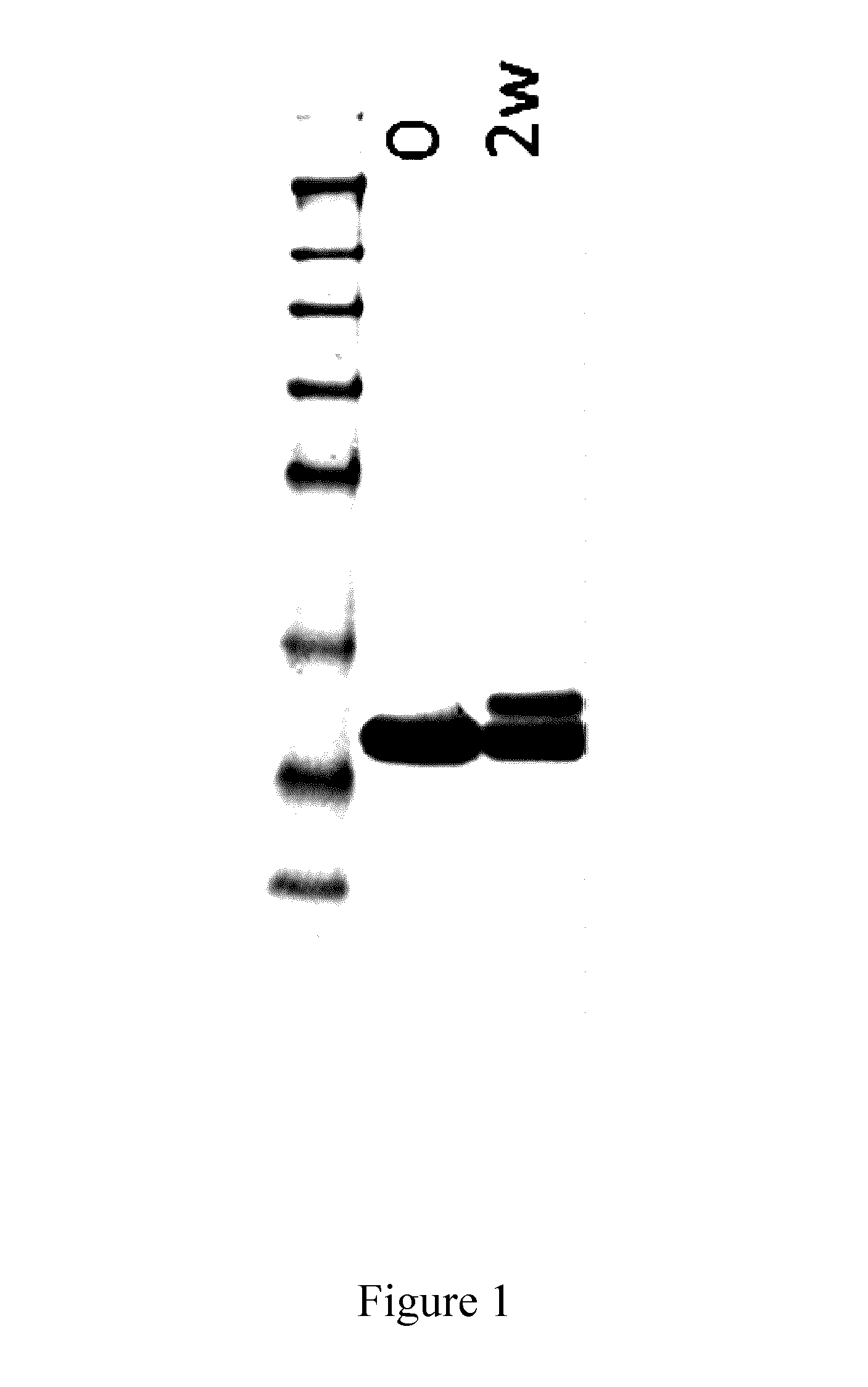 Stable polypeptides binding to human complement c5