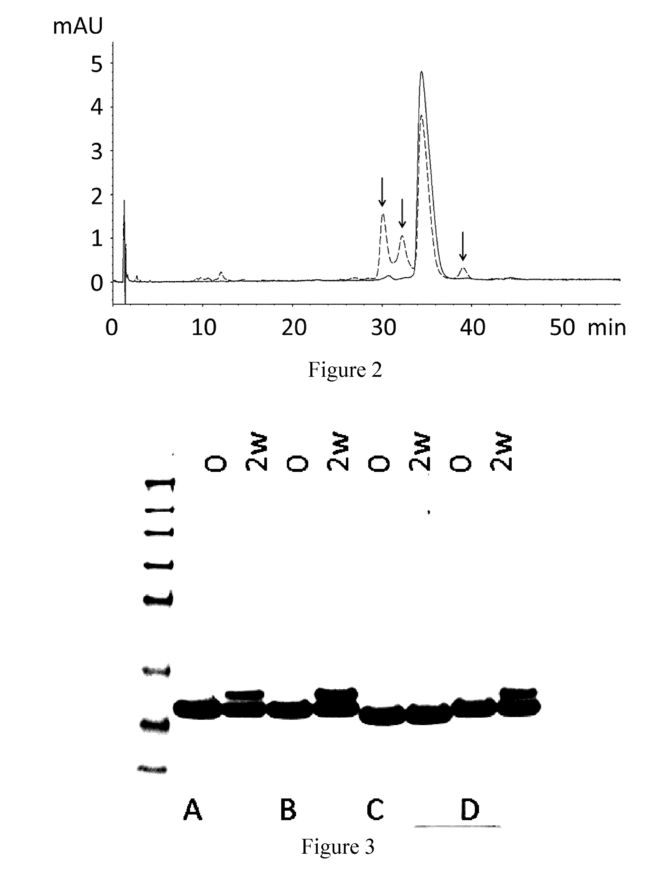 Stable polypeptides binding to human complement c5