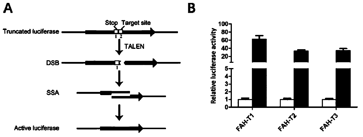 Tyrosinemia type I monkey model and establishment method and application thereof