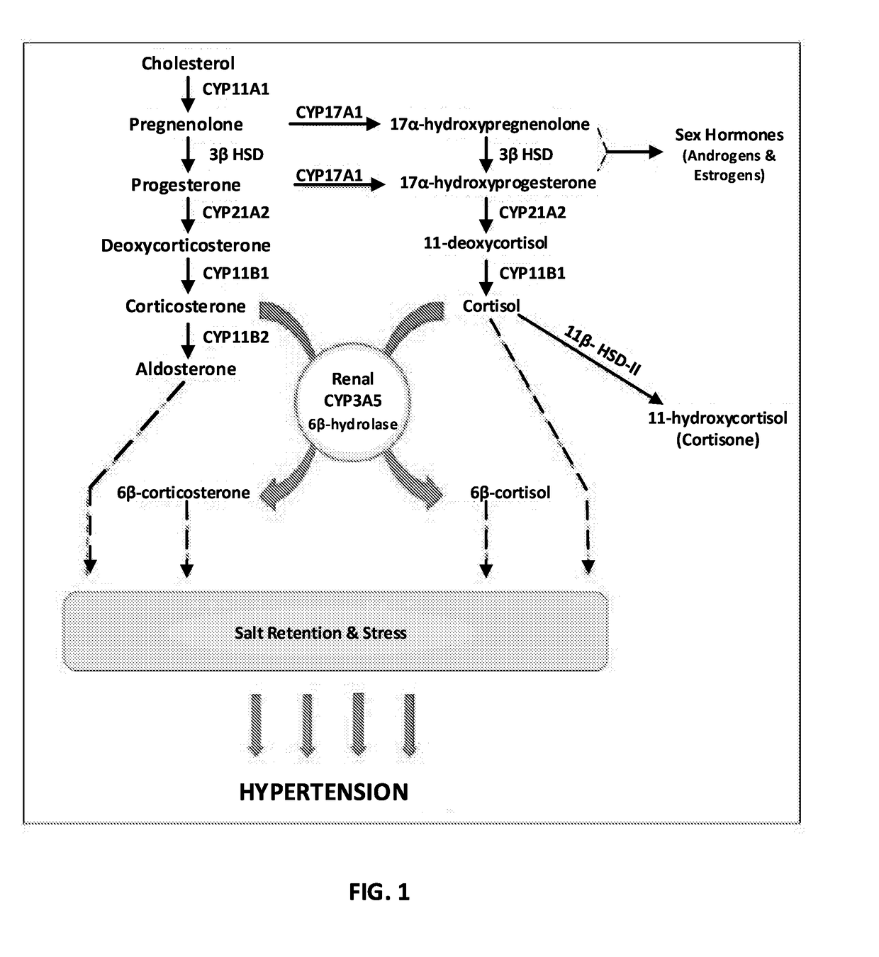 Renal selective inhibition of cytochrome p450 3a5