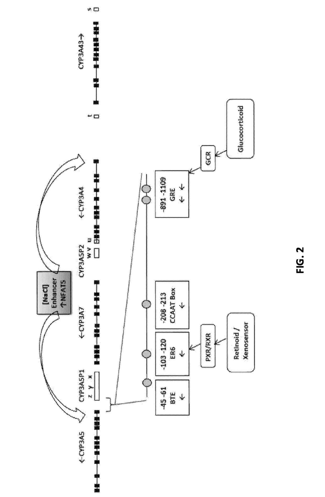 Renal selective inhibition of cytochrome p450 3a5