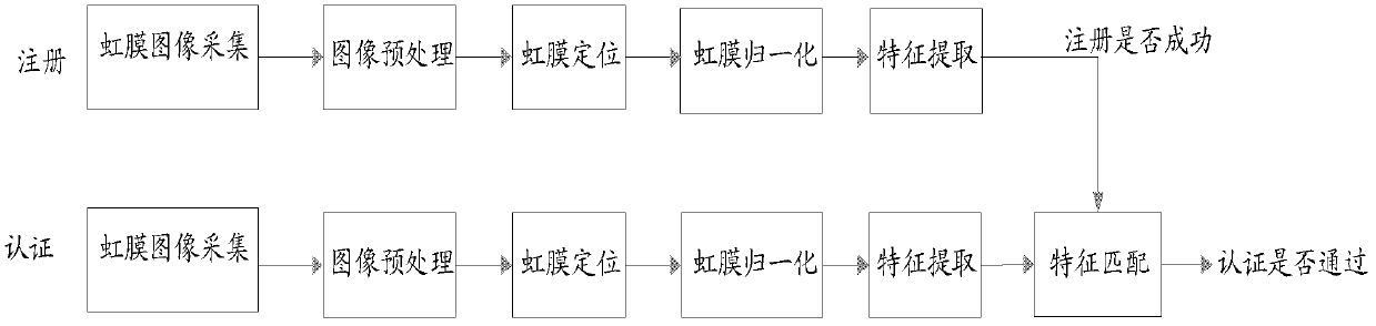 Iris texture normalization method based on dual-spring model