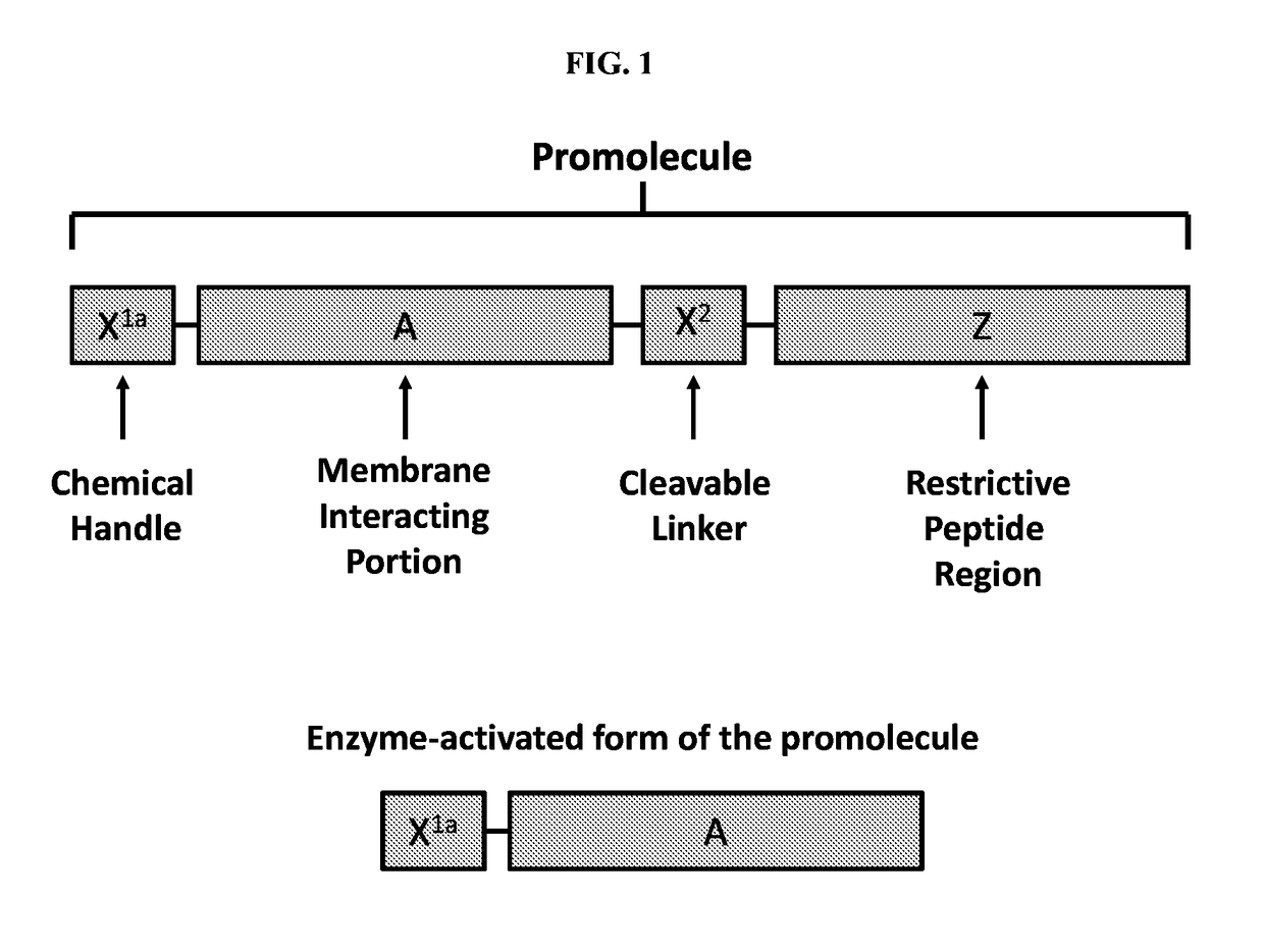 Activatable membrane-interacting peptides and methods of use