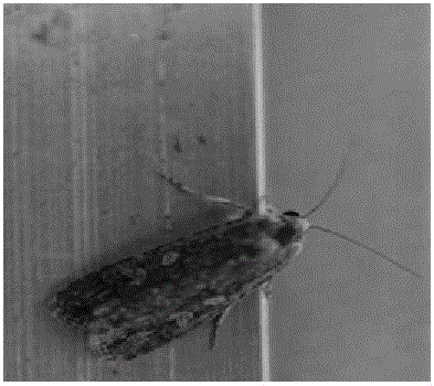 Method employing hexadecanoic acid butyl ester as female spodoptera exigua hiibner attractant