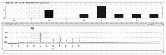 TERT gene polymorphism detection kit through pyrosequencing method, and method thereof