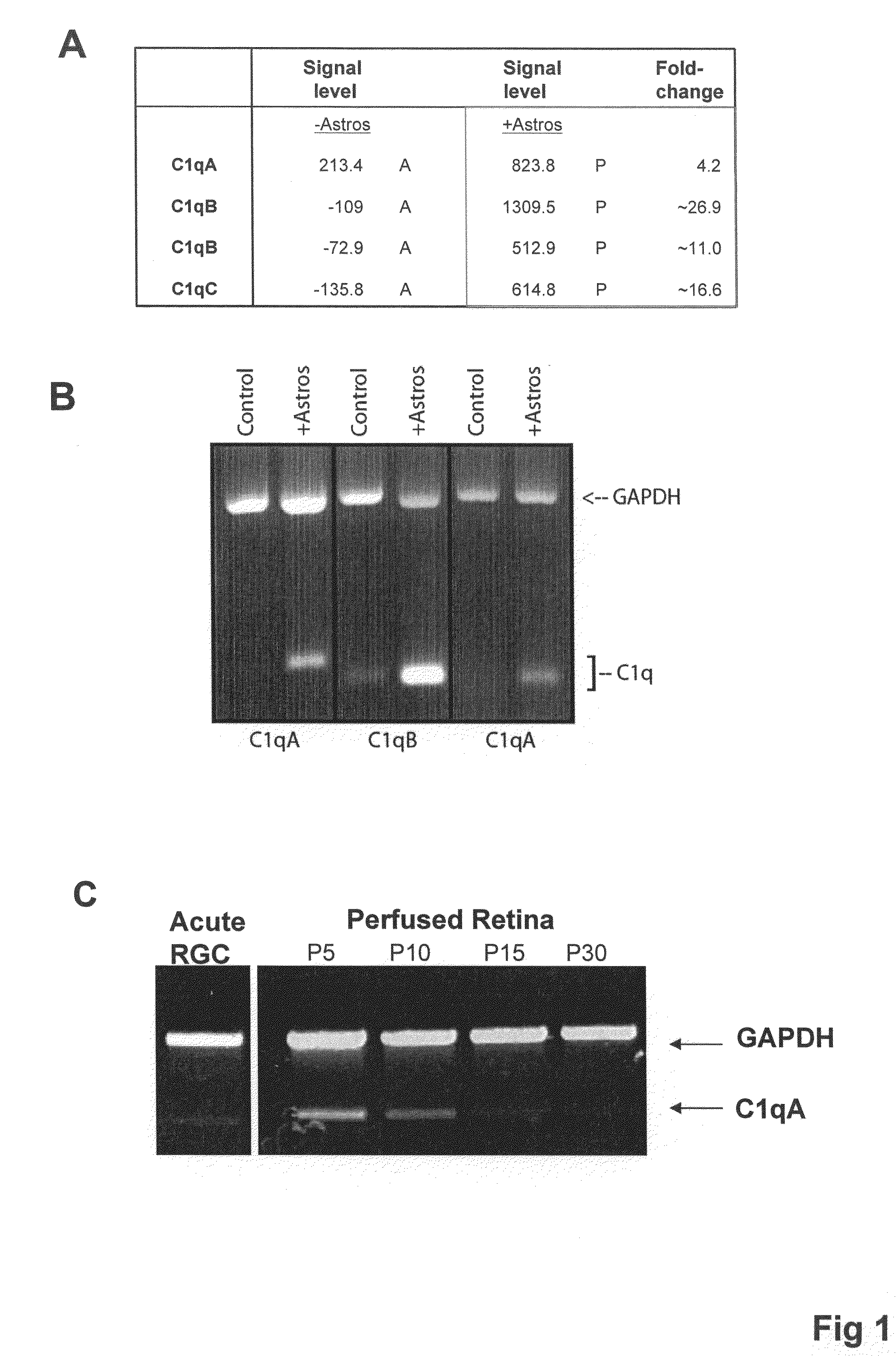 Modulation of synaptic maintenance