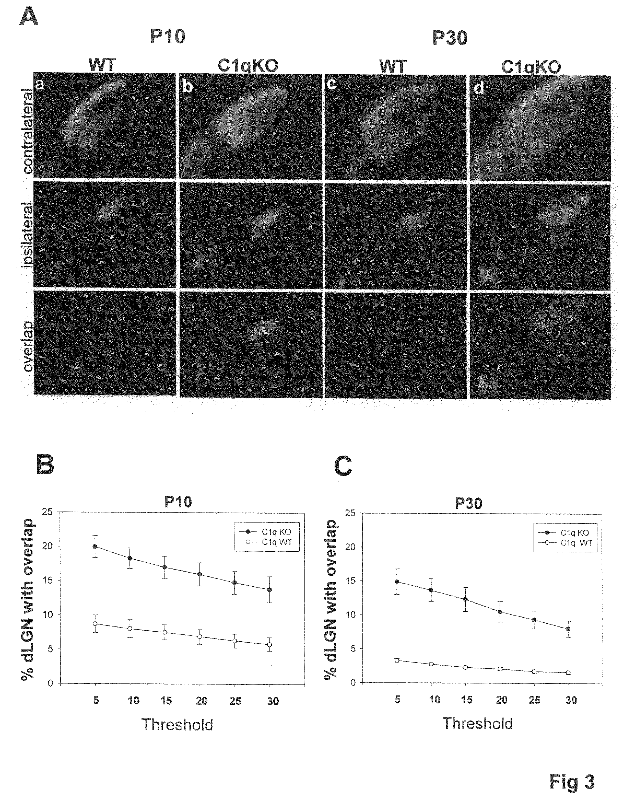 Modulation of synaptic maintenance