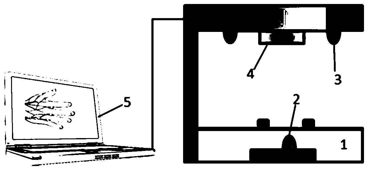 Identity recognition method and device capable of simultaneously capturing human pulse and vein images