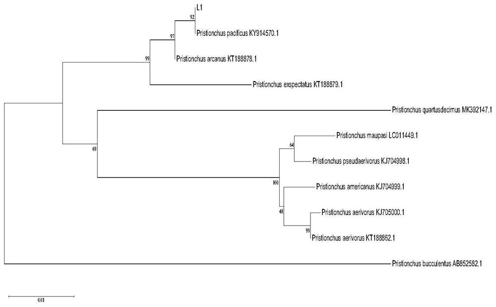 Method for preventing and controlling nematode disease of panax notoginseng