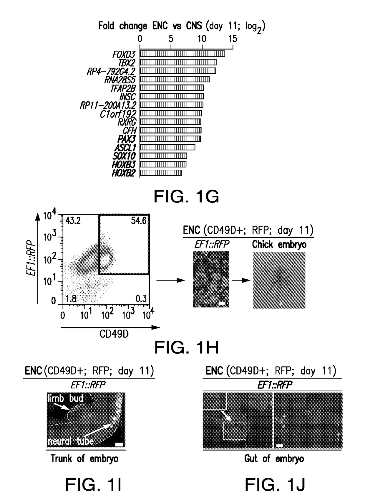 Cell-based treatment and drug discovery in hirschsprung's disease enabled by pluripotent stem cell-derived human enteric neural crest lineages