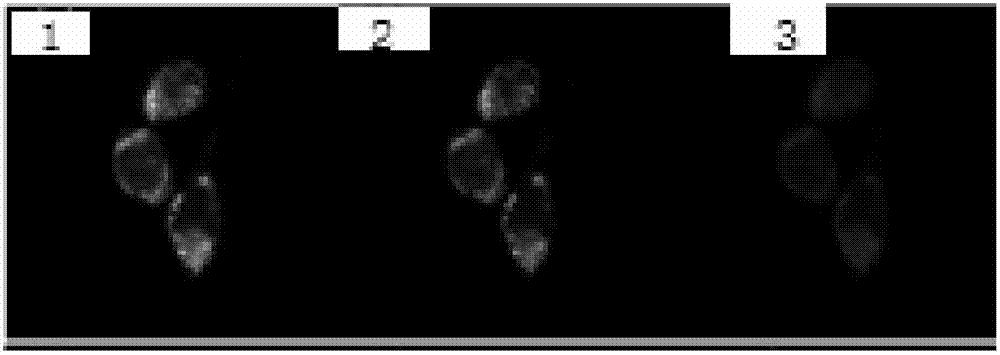 Boro-isoindole fluorescent dye and preparation method and applications thereof