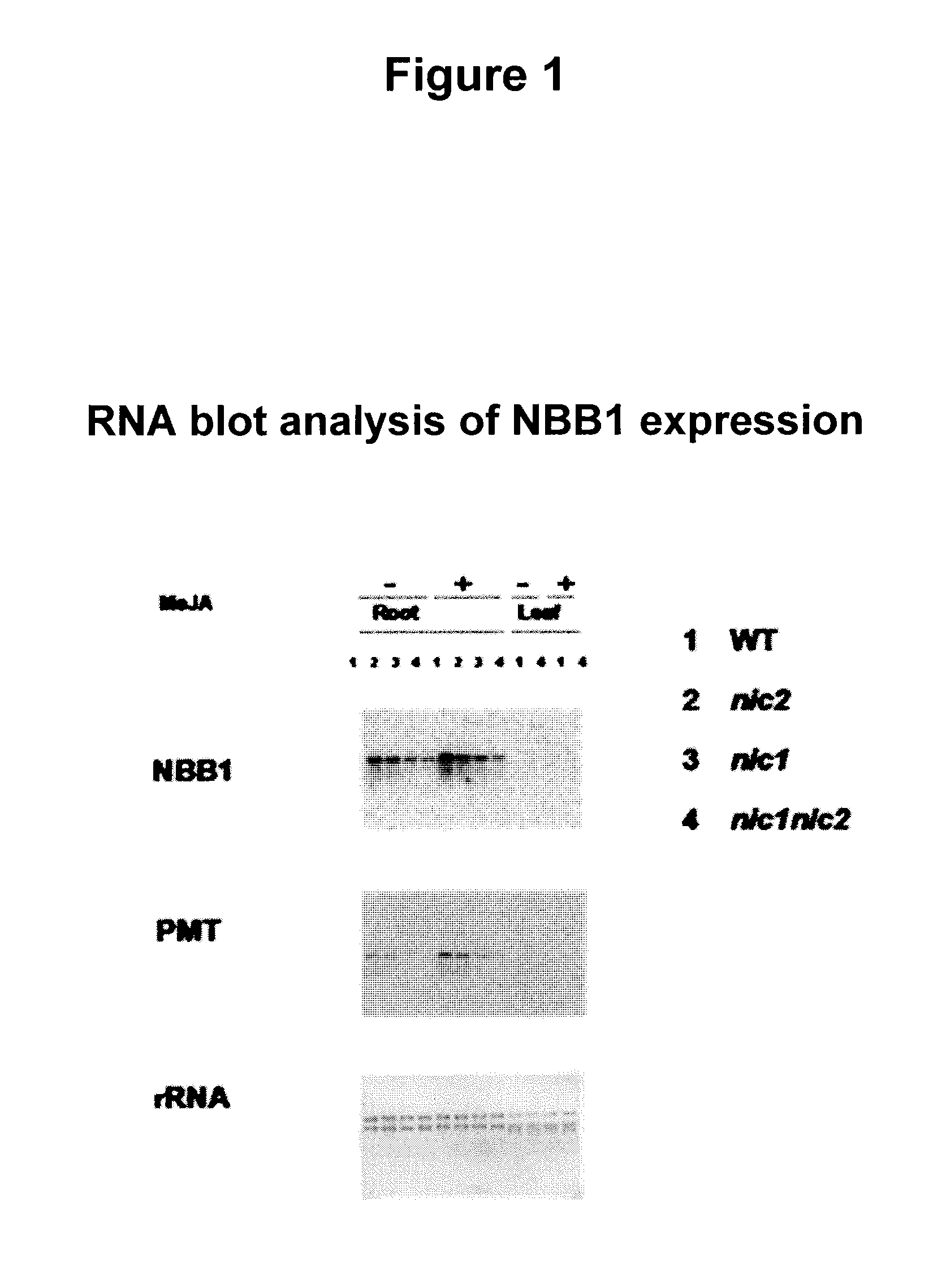 Increasing levels of nicotinic alkaloids in plants