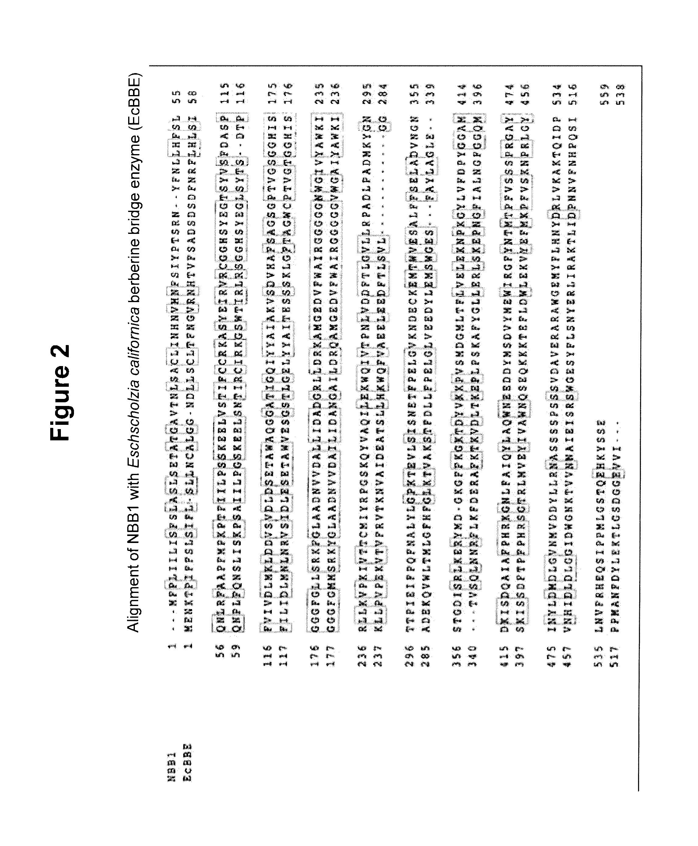 Increasing levels of nicotinic alkaloids in plants