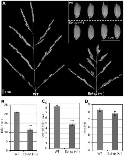 Application of gene ESP for regulating and controlling development of rice spikes