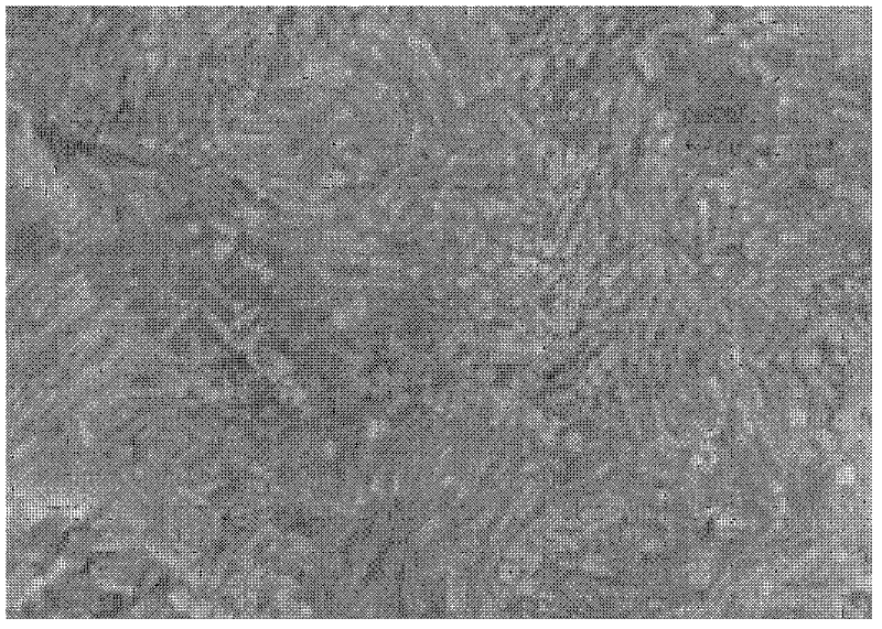 Preparation method of nanometer gold bar mainly made of (200) crystal face