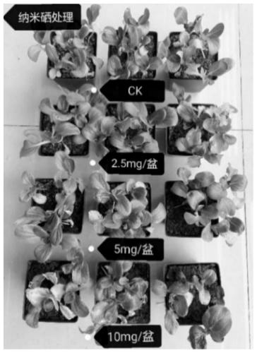 Biological agent for relieving cadmium stress of leaf vegetable planting soil and application of biological agent