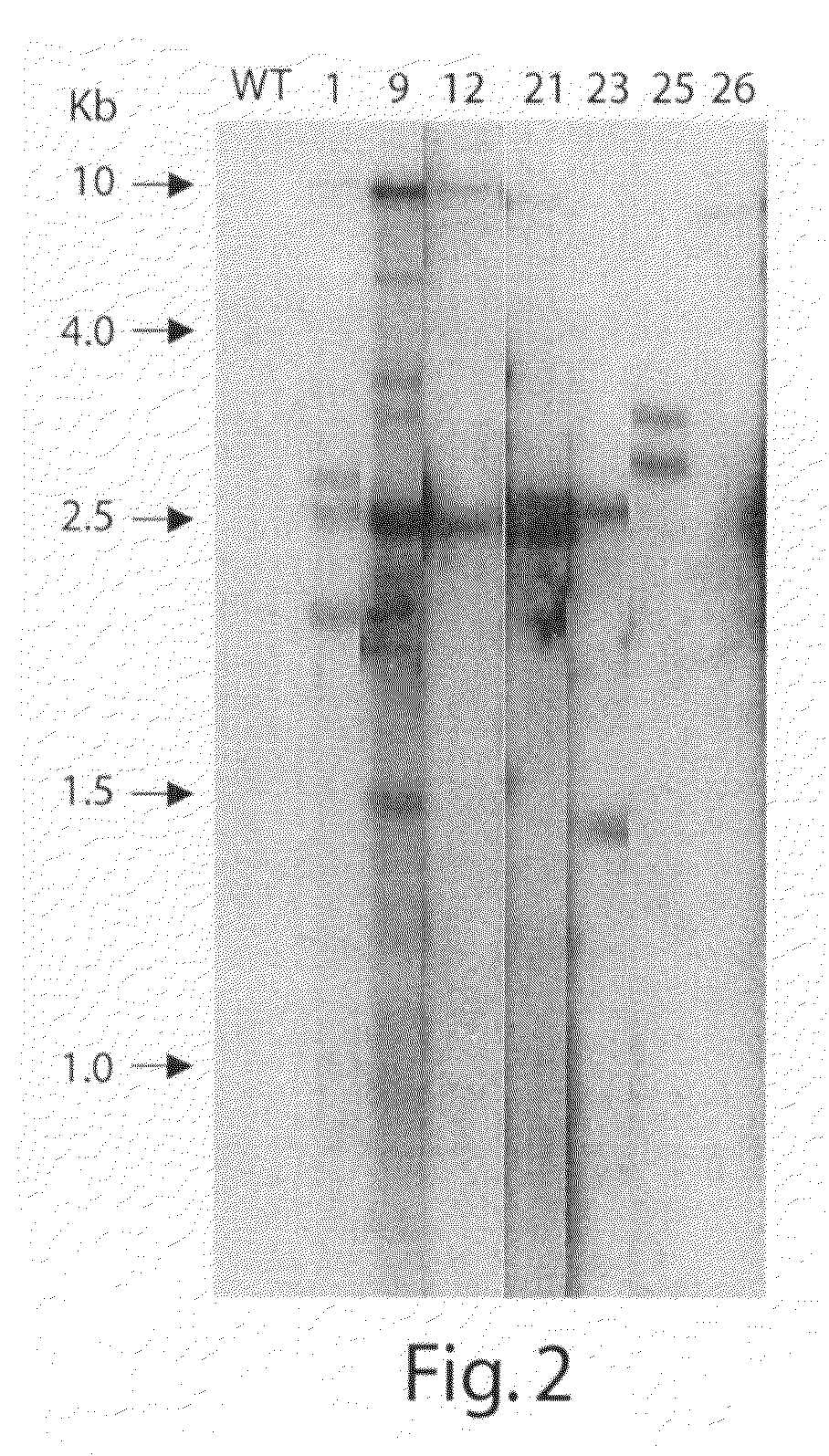 Compositions and Methods of Increasing Stress Tolerance in Plants