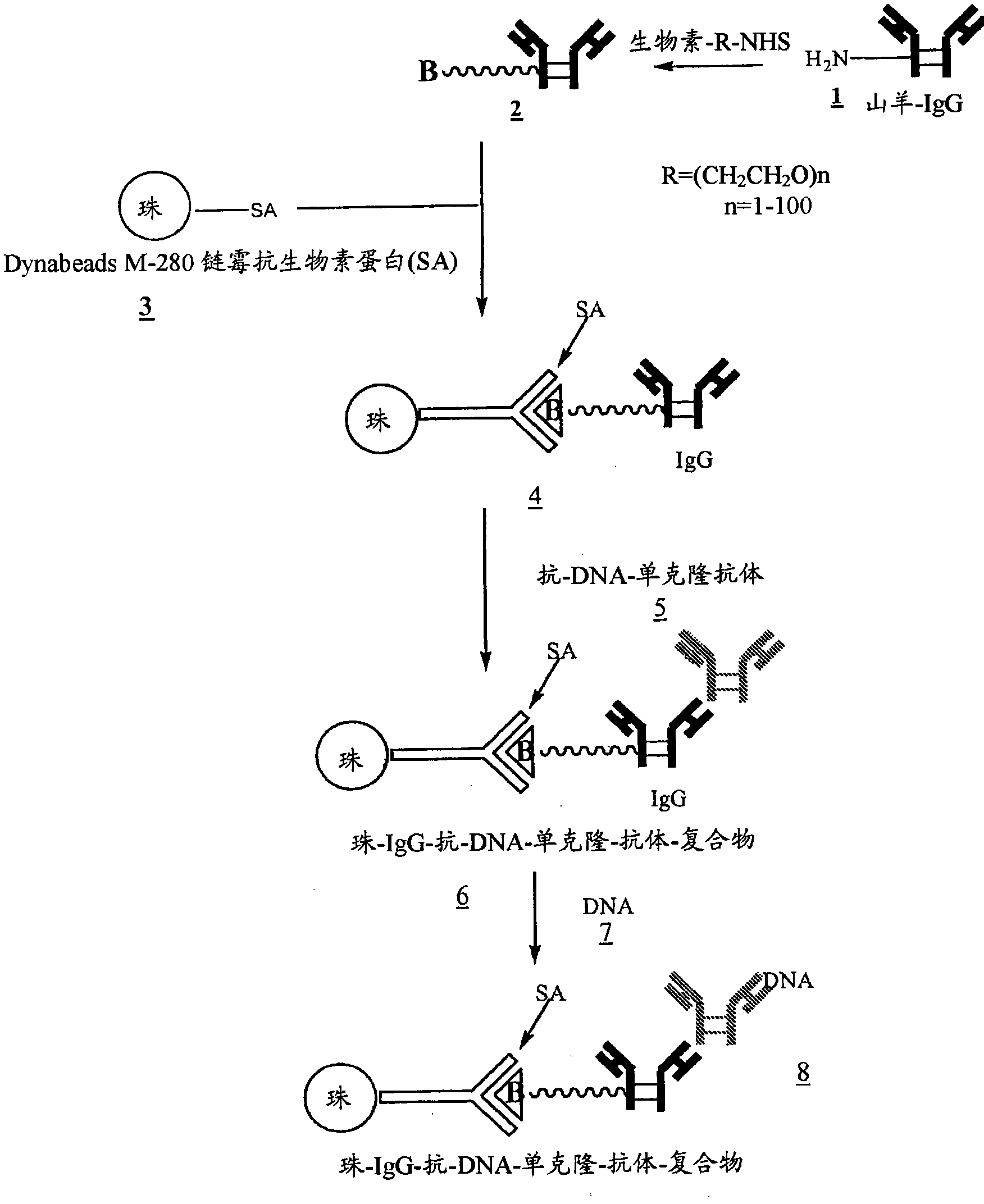 Method for isolating cell free apoptotic or fetal nucleic acids