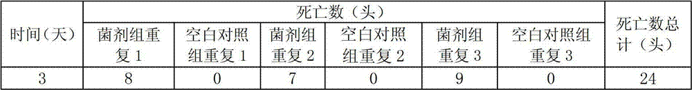 Metarhizium anisopliae and application thereof