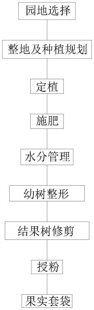 Y-shaped atemoya shaping technology cultivation mode