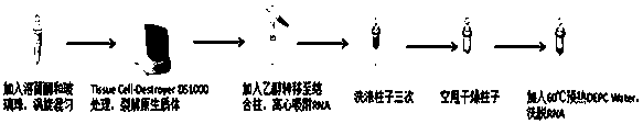 Efficient and stable bacterium total RNA (Ribonucleic Acid) extraction method