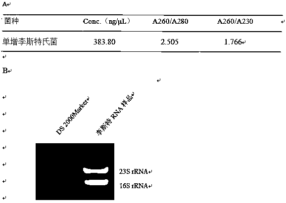 Efficient and stable bacterium total RNA (Ribonucleic Acid) extraction method