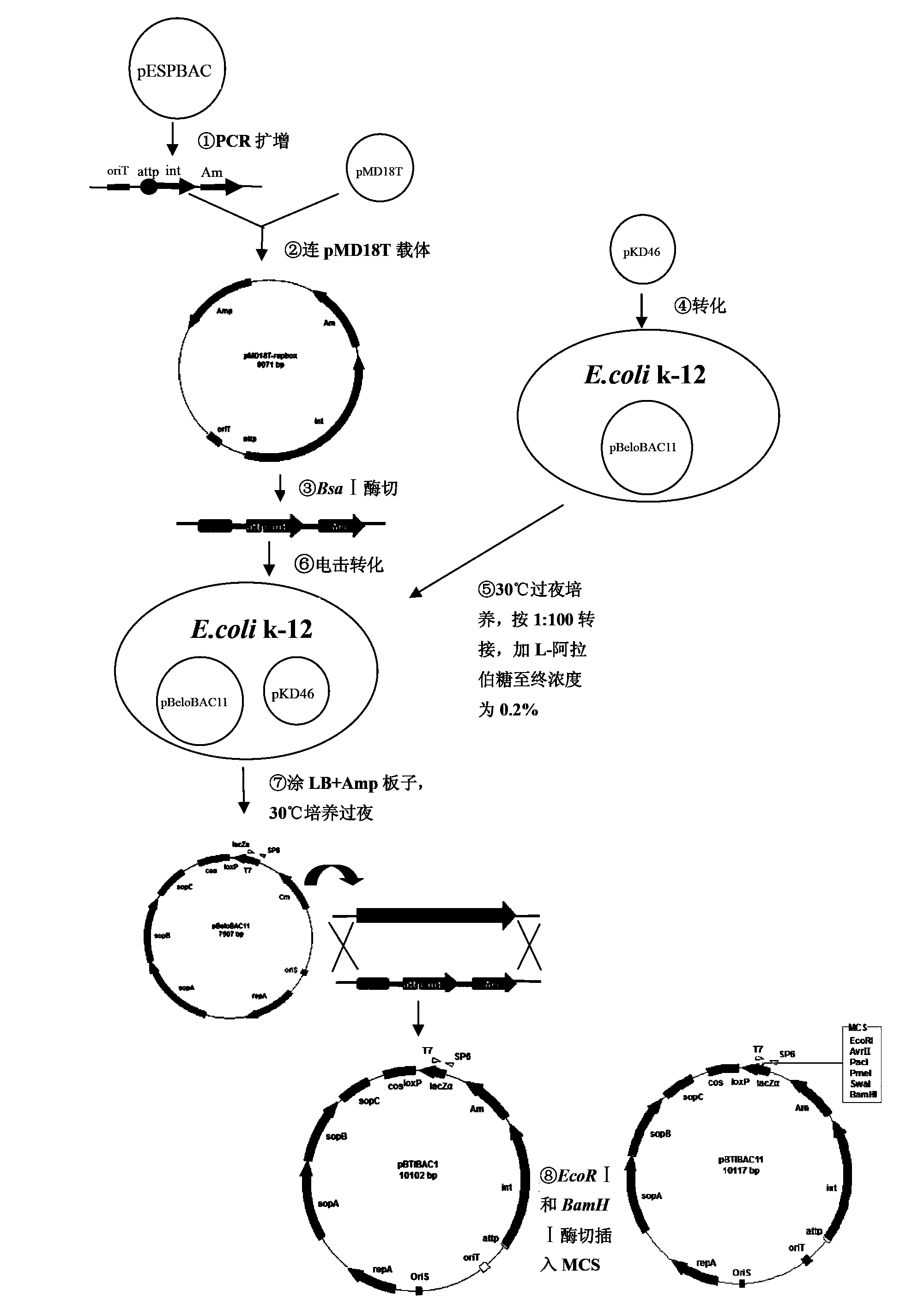 Escherichia coli-streptomycete shuttle-type BAC vector and construction method