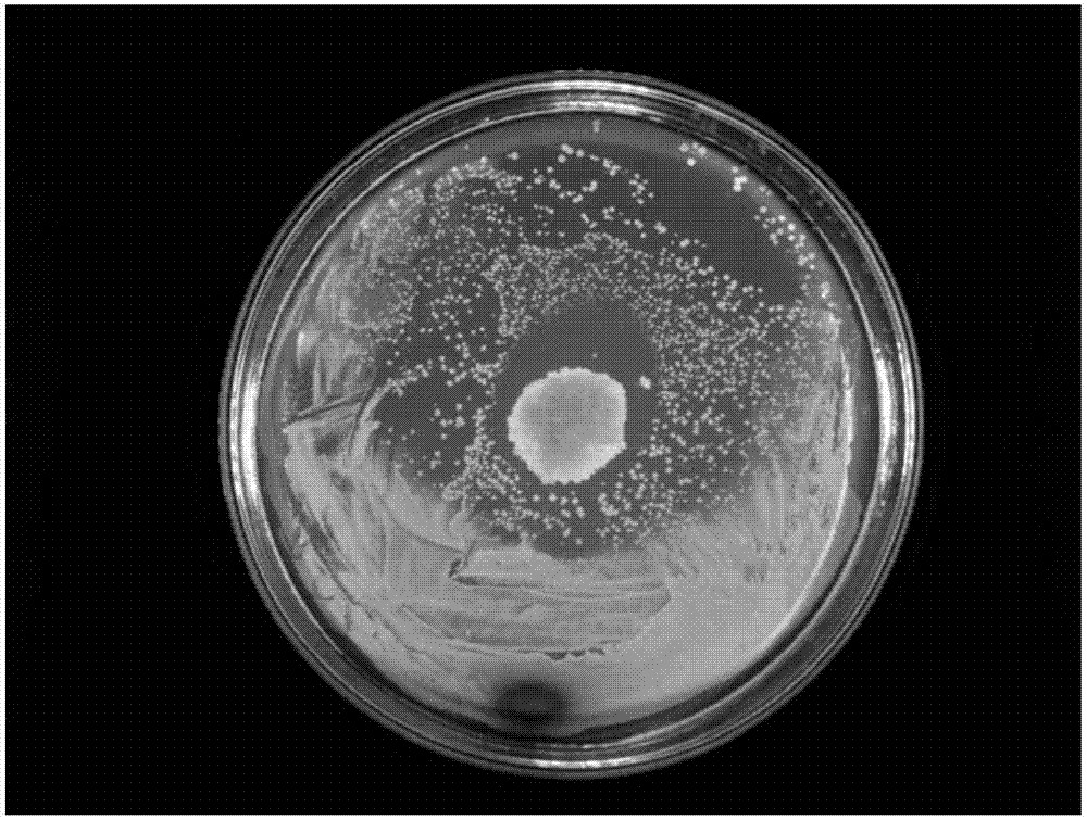 Antibacterial damping foam for fruits and vegetables