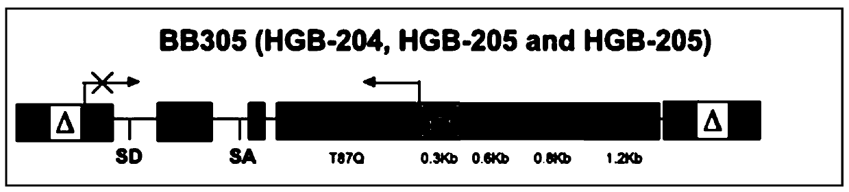 Novel HBB overexpression vector and design method and application thereof