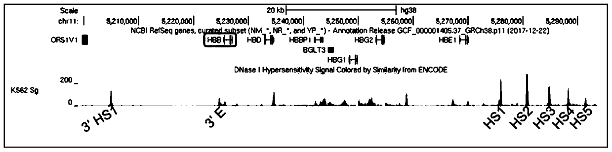 Novel HBB overexpression vector and design method and application thereof