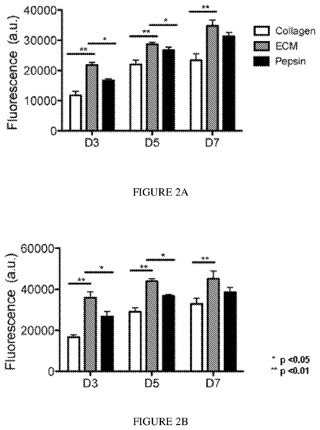 Extracellular Matrix for Treating Pelvic Floor Disorders and Skeletal Muscle Degeneration