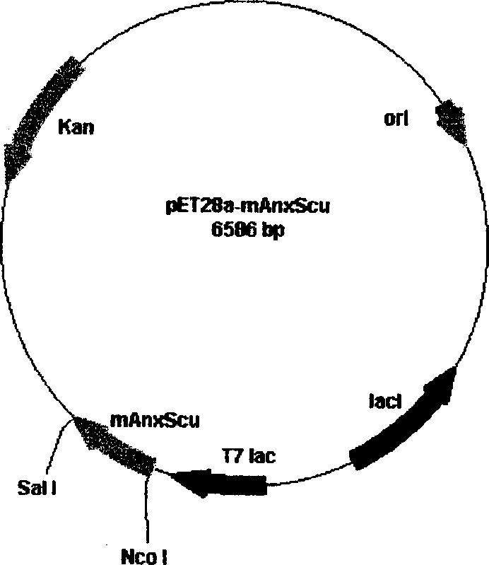 Anticoagulation and thrombolytic thrombus target fusion mA5UKB