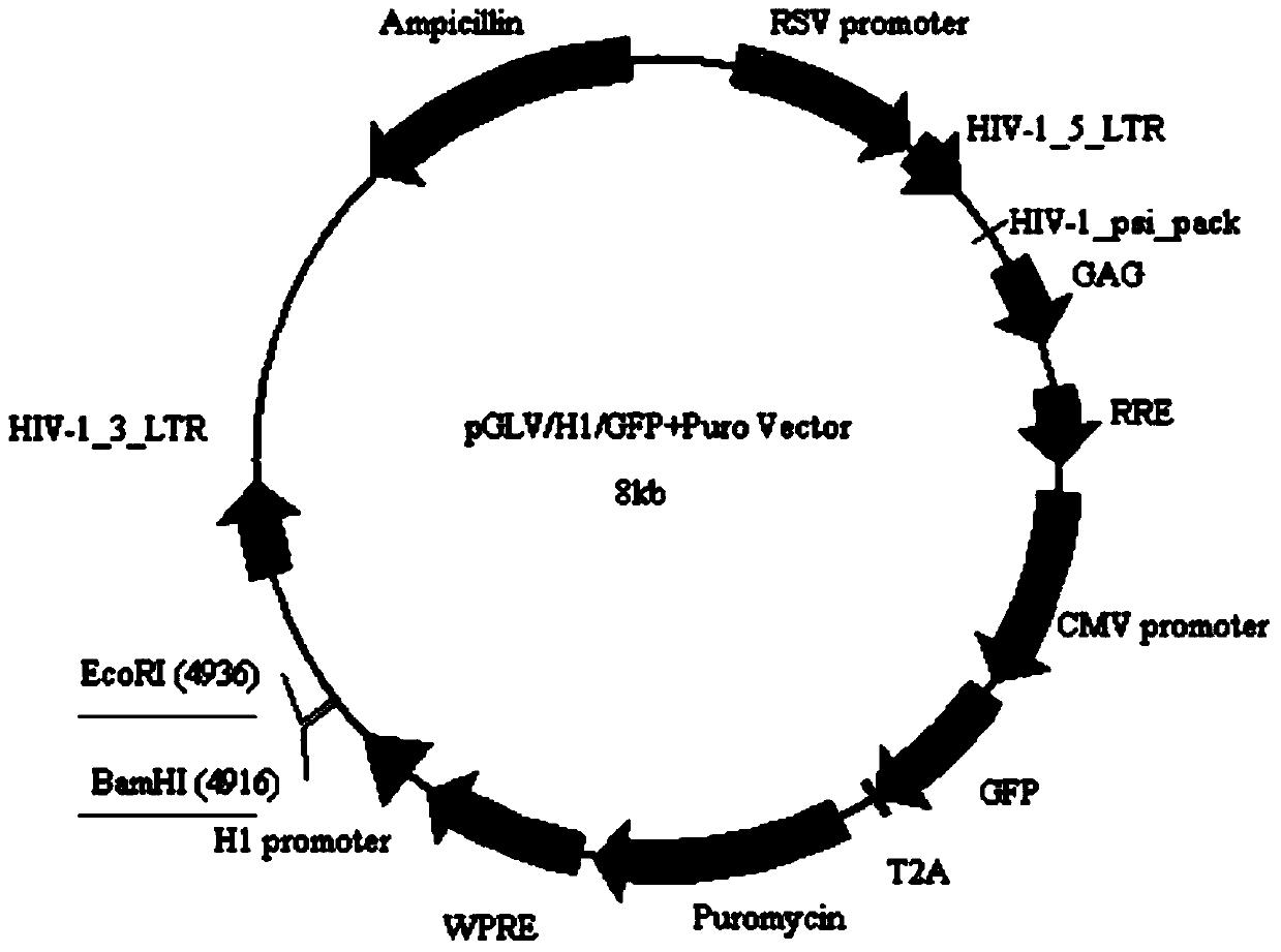 Application of human miR-148a to preparation of medicine for improving adipose cell insulin sensitivity