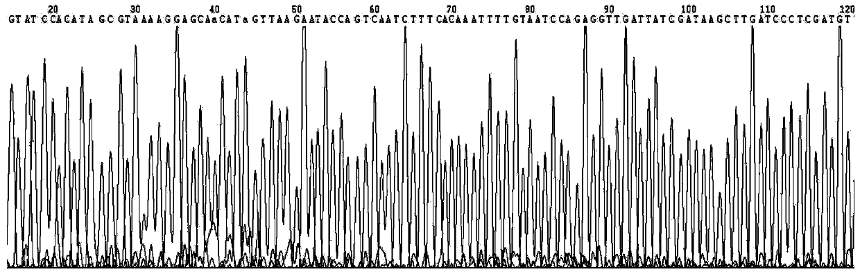 Application of human miR-148a to preparation of medicine for improving adipose cell insulin sensitivity